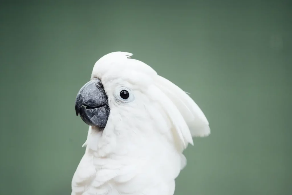 Le spectre coloré et fascinant de nos yeux